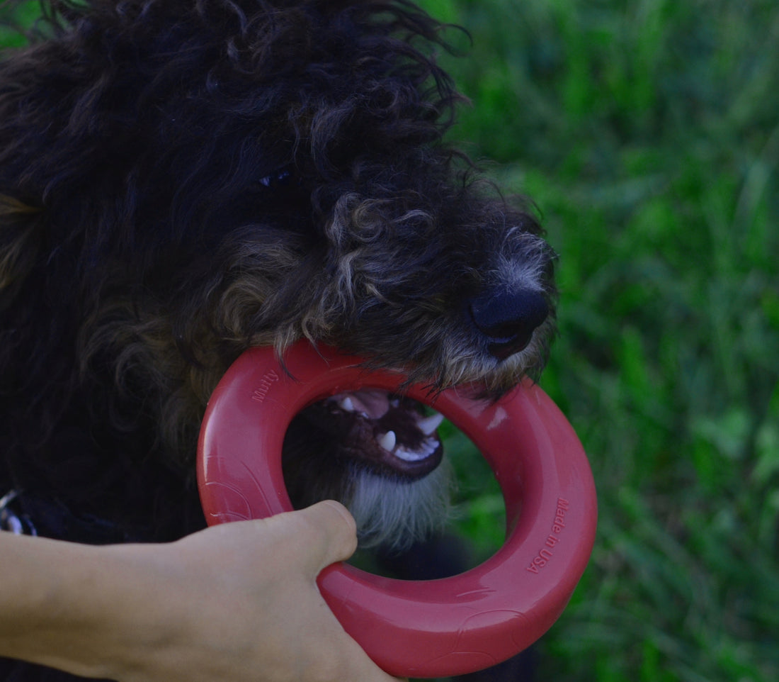 Why Buy Dog Toys Made in the USA?