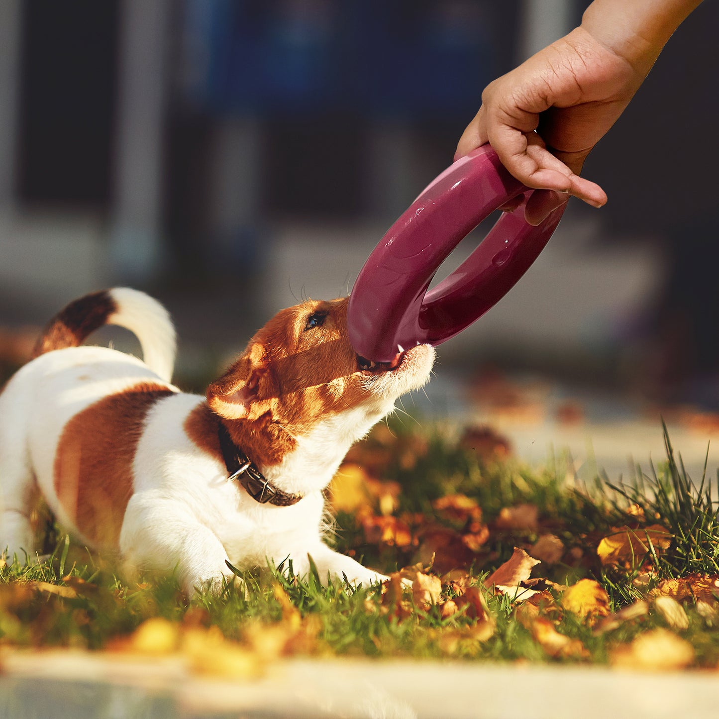 Mutty Dog Chew Ring - Made in USA Dog Toys for Chewers - One Meal Donated to Shelters per Toy
